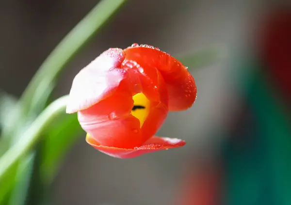 Primavera Tulipán Flores . — Foto de Stock