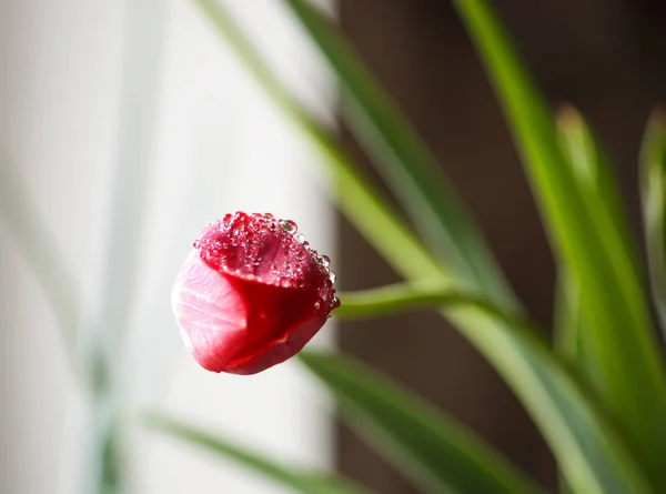 Spring tulip flowers. — Stock Photo, Image
