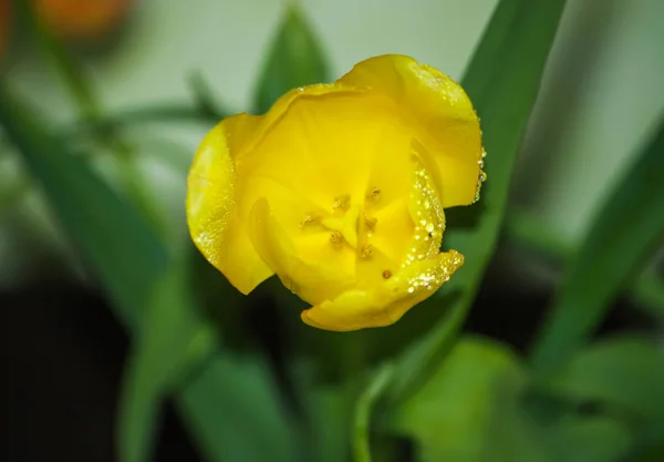 Tavaszi tulipán virág. — Stock Fotó