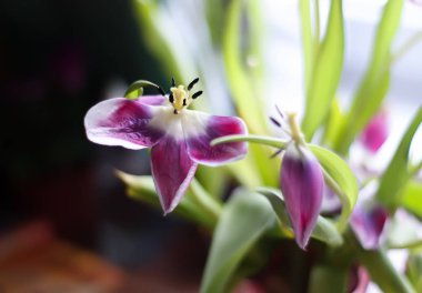 Güzel solmuş mor lale çiçekleri bukette.