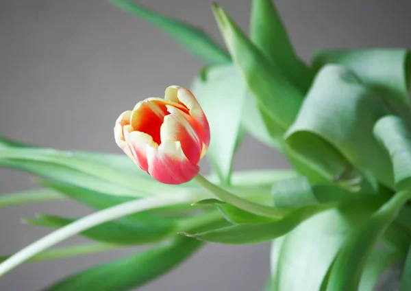 Primavera Tulipán Flores . — Foto de Stock