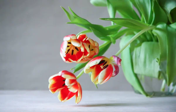 봄 튤립 꽃. — 스톡 사진
