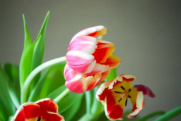 Spring tulip flowers. — Stock Photo, Image