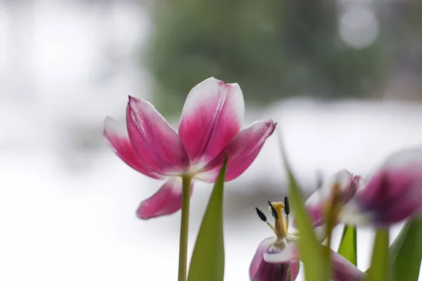 Lindas flores de tulipas roxas desbotadas em buquê . — Fotografia de Stock