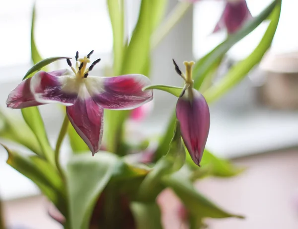 Beautiful fading purple tulip flowers in bouquet.