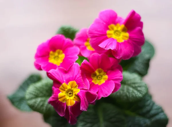 Vacker rosa primula i blomkruka. — Stockfoto