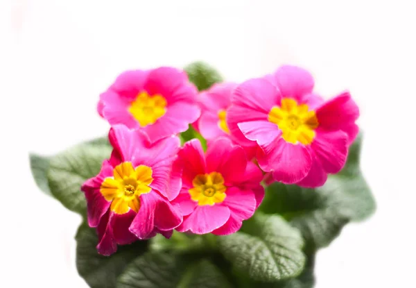 Hermosa primula rosa en maceta . — Foto de Stock