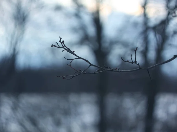 Bare tree branches — Stock Photo, Image