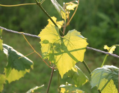 Yeşil asma açık havada