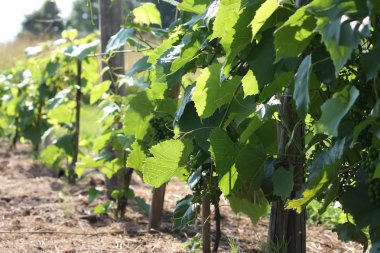 Yeşil asma açık havada