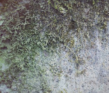 Yosun ve yosunlu eski kaba duvar dokusu. 