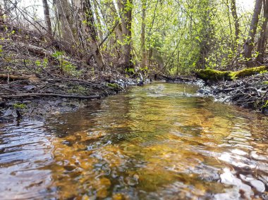 Orman deresi taşların arasından akıyor.