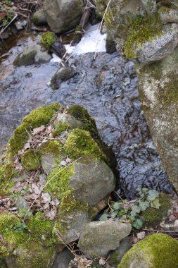 Bahar günü orman deresi şeffaf su