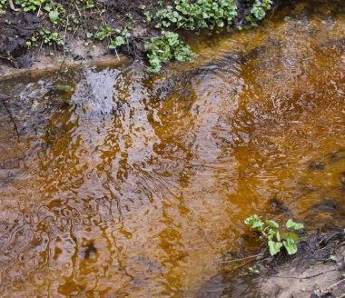 Bahar günü orman deresi şeffaf su