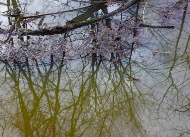 Bahar günü orman deresi şeffaf su