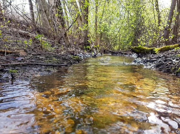 Orman deresi taşların arasından akıyor.