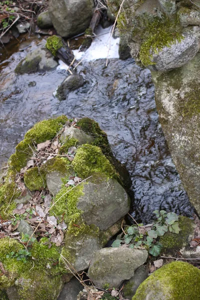 Лісова Струмка Прозора Вода Навесні — стокове фото