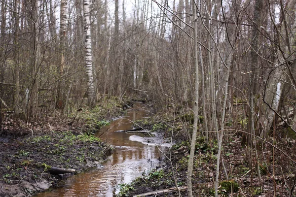 Waldbach Klares Wasser Frühlingstag — Stockfoto