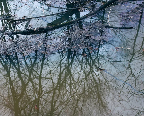 春天里森林小溪透明的水 — 图库照片