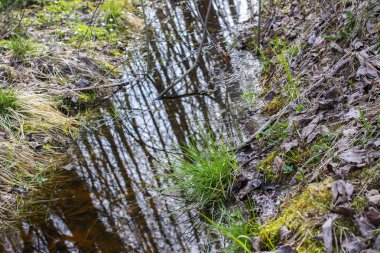 Suda yansımaları olan küçük bir dere.