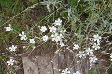 Bahçedeki bahar çiçekleri. 