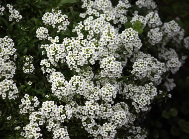 Bahçedeki bahar çiçekleri. 