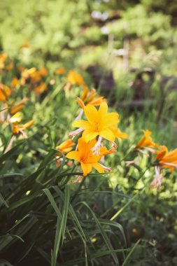 Parkta küçük sarı zambak çiçeği