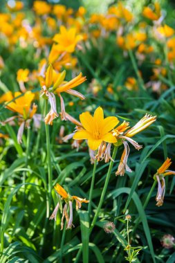 Parkta küçük sarı zambak çiçeği