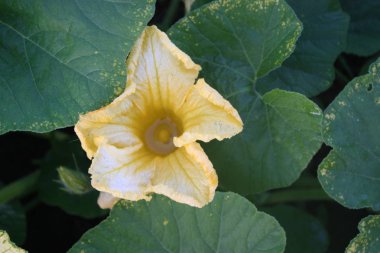Güzel botanik fotoğrafı, doğal duvar kağıdı.