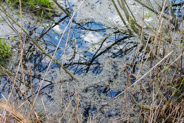 Water in een beek in een bos bij de bron — Stockfoto