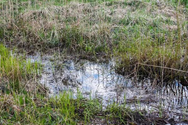 Water in een moeras in een bos in het voorjaar — Stockfoto