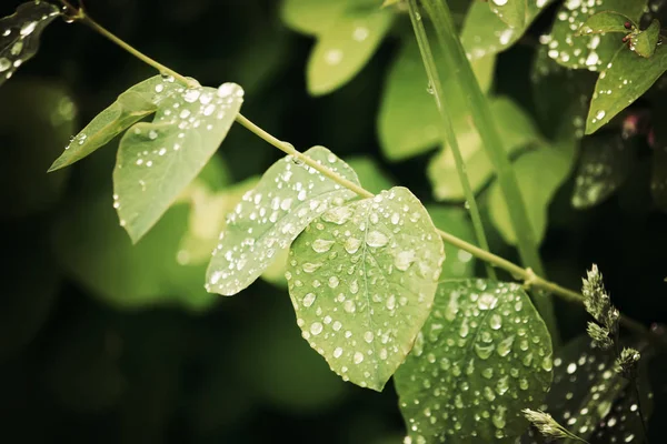 Water drops on green leaves