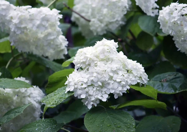 Beyaz Ortanca Güzel Çiçekler — Stok fotoğraf