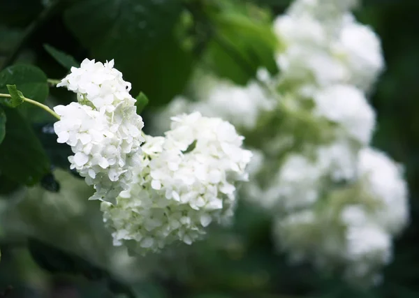 Hortensia Blanca Planta Hermosas Flores —  Fotos de Stock