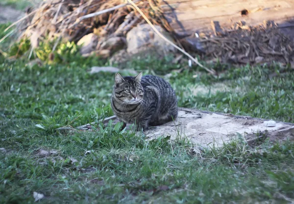 Kat die op het platteland woont — Stockfoto