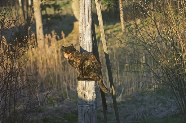 Chat vivant dans la cour rurale — Photo