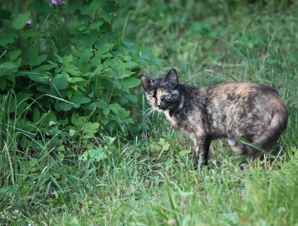 A cat hunting in the rural yard at spring.