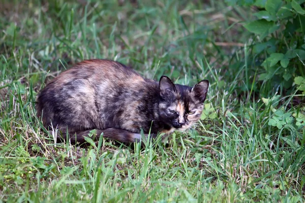 田舎の庭に住む猫 — ストック写真