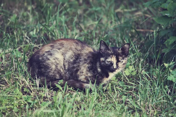 春に田舎の庭で猫狩り — ストック写真
