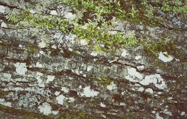 Struttura della corteccia dell'albero — Foto Stock