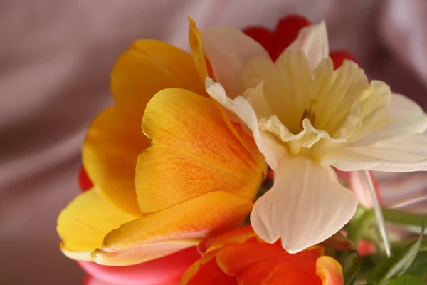 Las Flores Primavera Cierran Detalles Naturaleza — Foto de Stock