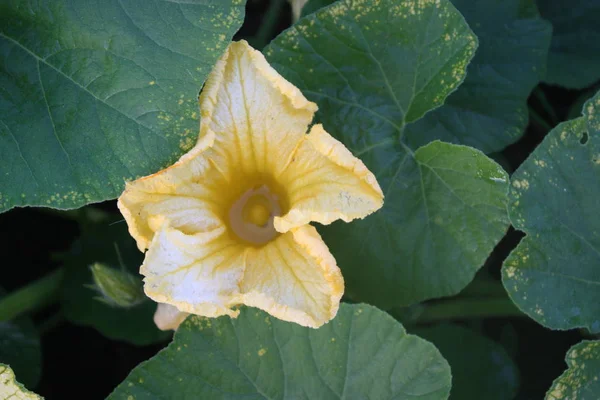 Güzel botanik fotoğrafı, doğal duvar kağıdı.