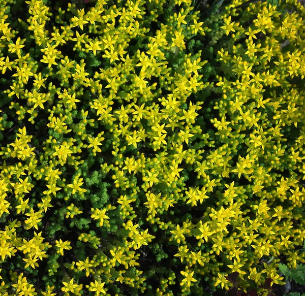 Voorjaarsbloemen Sluiten Natuurgegevens — Stockfoto