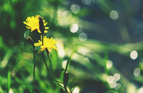 Jarní Květiny Zavírají Podrobnosti Přírodě — Stock fotografie