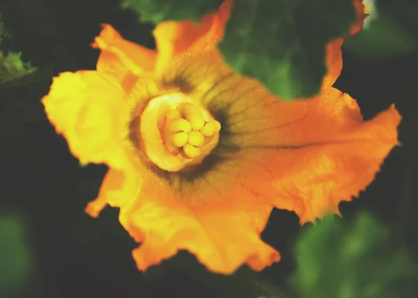 Красивий Ботанічний Знімок Натуральні Шпалери — стокове фото