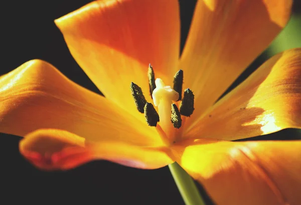 Spring Flowers Close Nature Details — Stock Photo, Image