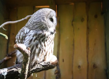 Büyük gri baykuş, sarımsı kahverengi akbaba, Strix nebulosa.