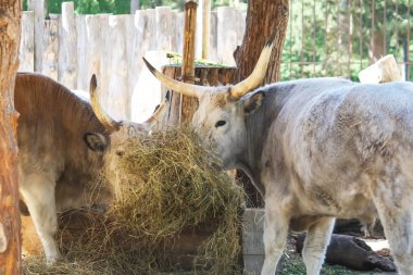 Macar bozkır sığır kuru saman besleyici yemek