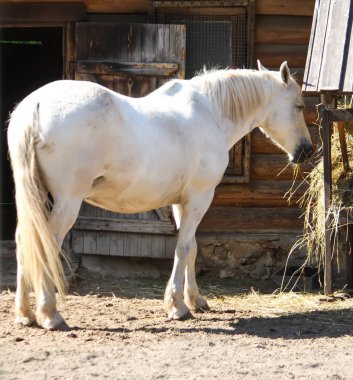 Güzel beyaz at kuru saman yiyor