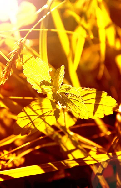 Autumn Sunlit Leaves Fall Season Flora — Fotografia de Stock